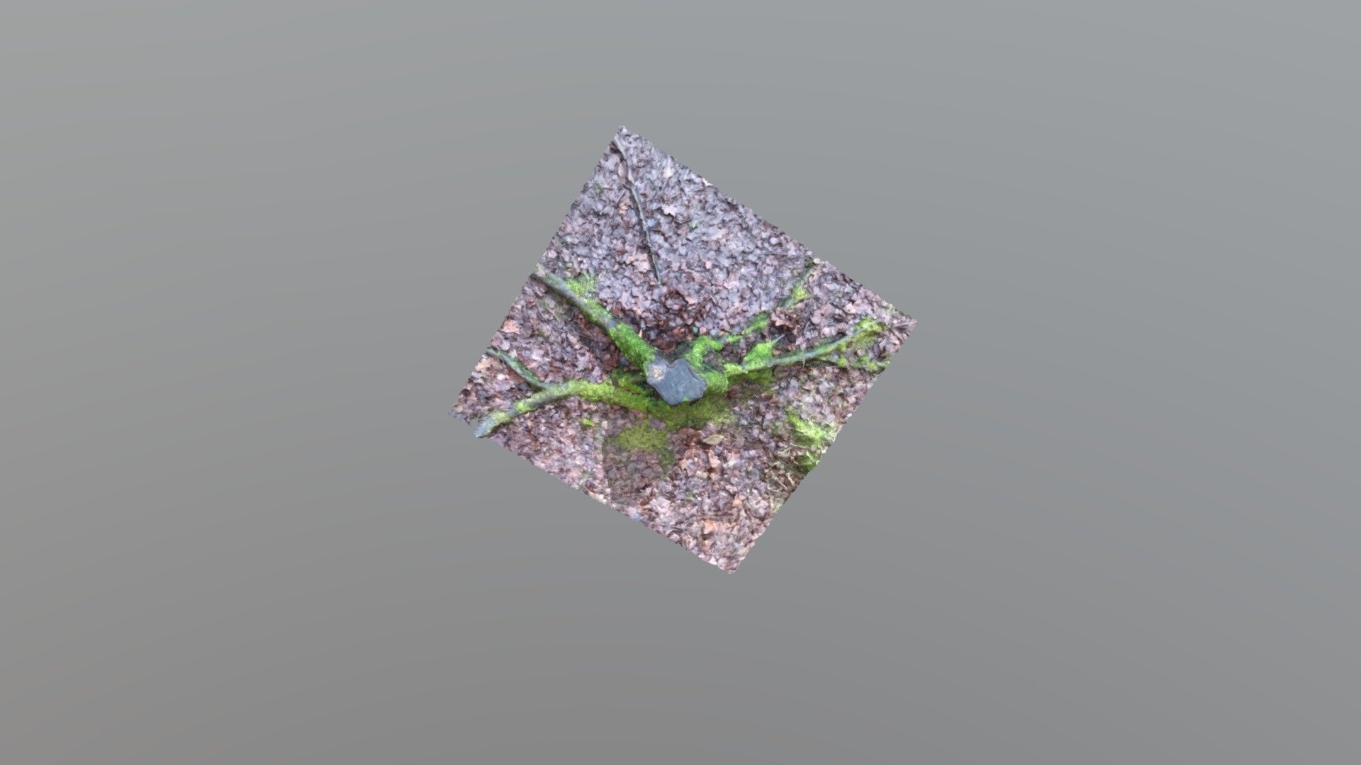 Mossy Green Tree Stump