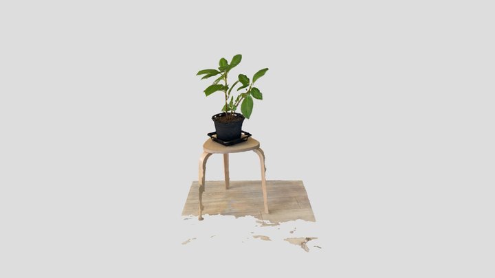 ficus altissima 3D Model