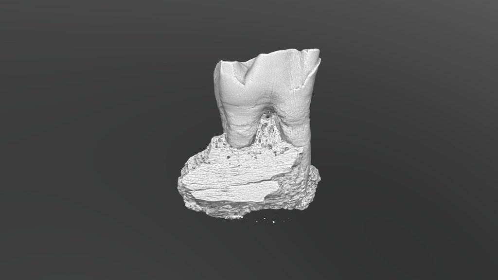 Rhino Tooth 3
