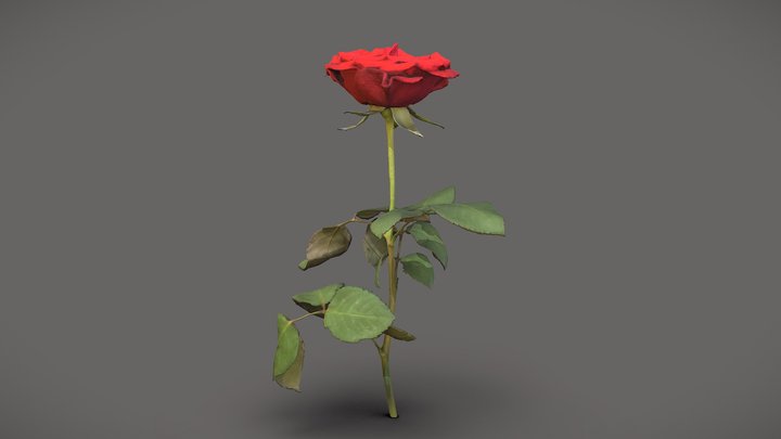 Red rose 3D Model
