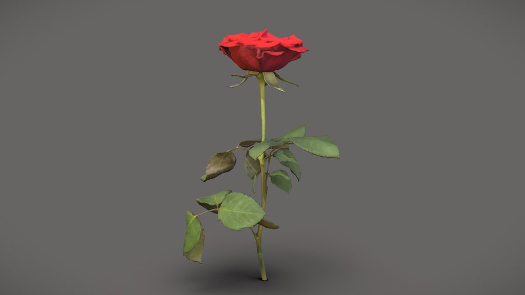 Red rose