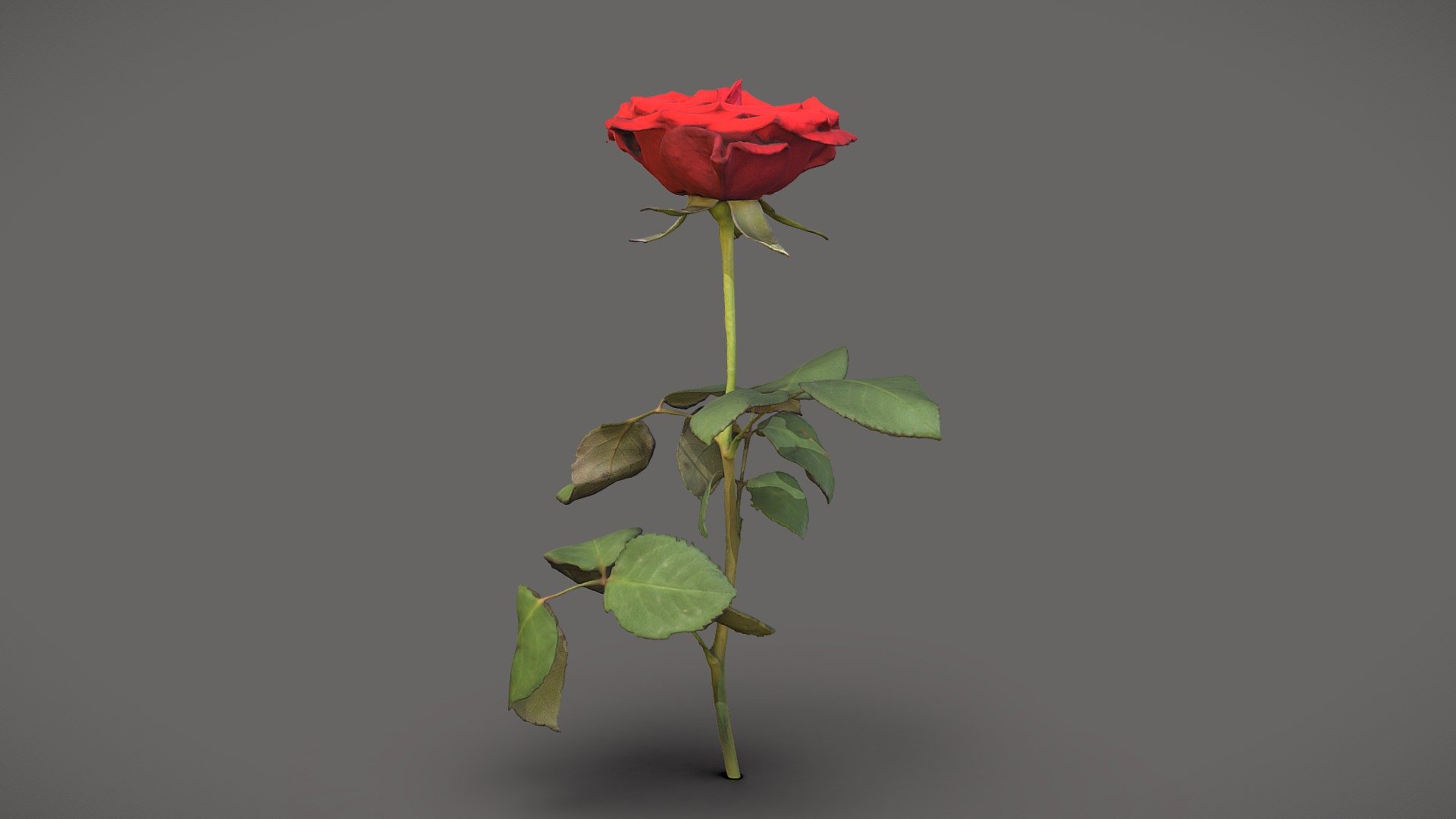 Red rose - Download Free 3D model by Lassi Kaukonen (@thesidekick