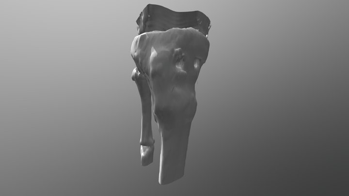 TIBIA 3D Model