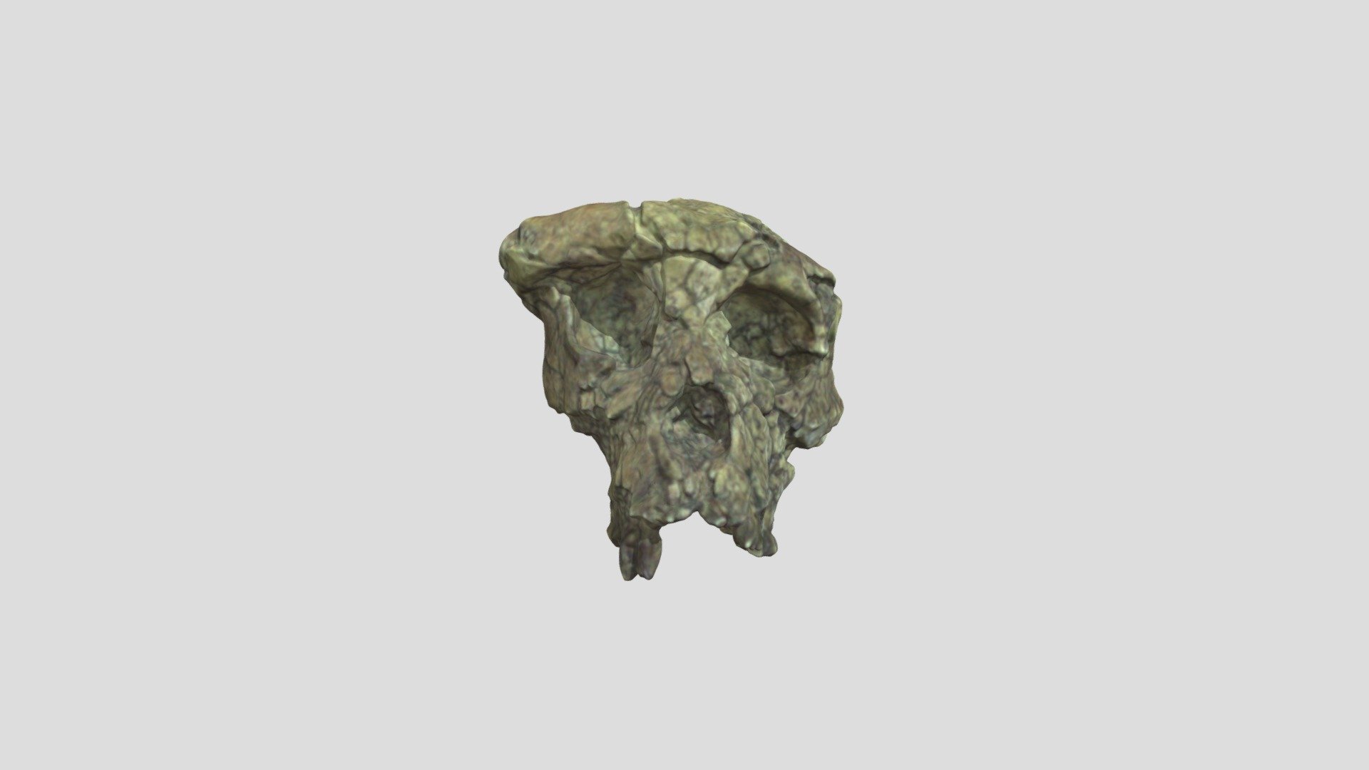 Sahelanthropus Tchadensis - 3D Model By Online Learning Media Studio ...