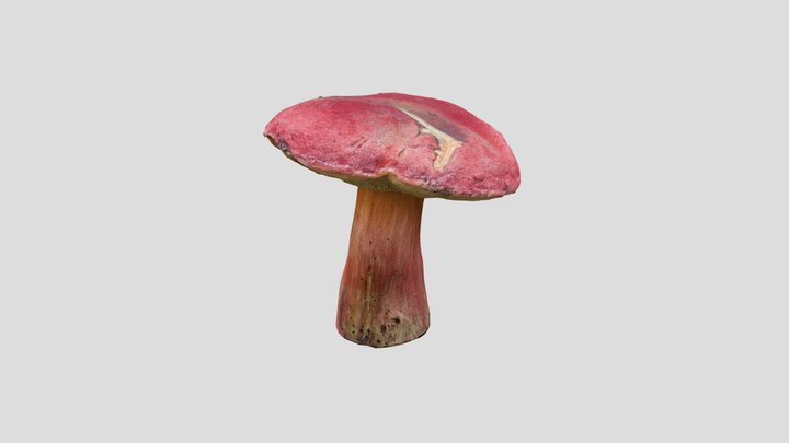Plums and Custard mushroom 3D scan 3D Model