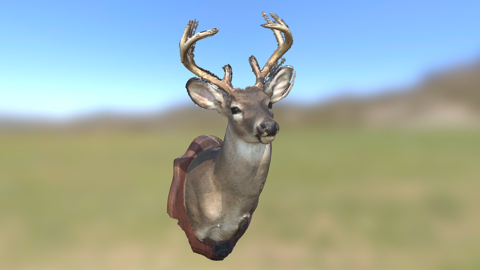 Taxidermy deer