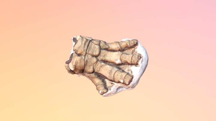 Pygmy Mammoth Foot 3D Model