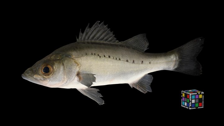 Perch 3D models - Sketchfab