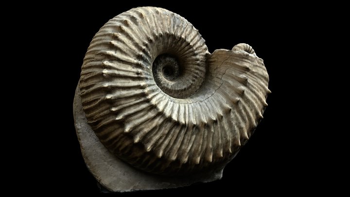 Liparoceras divaricosta Trueman Ammonite Fossil 3D Model