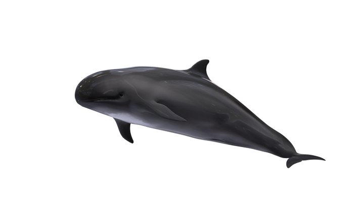 False Killer Whale 3D Model