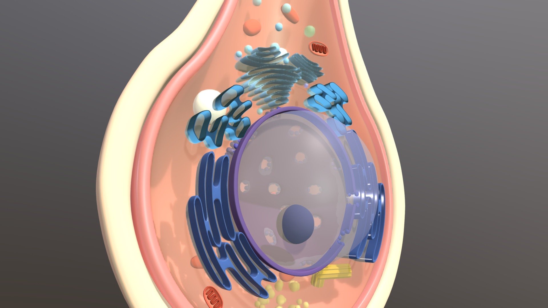 Type1 Hair Cell