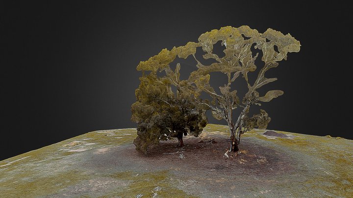 Tree 3D Model