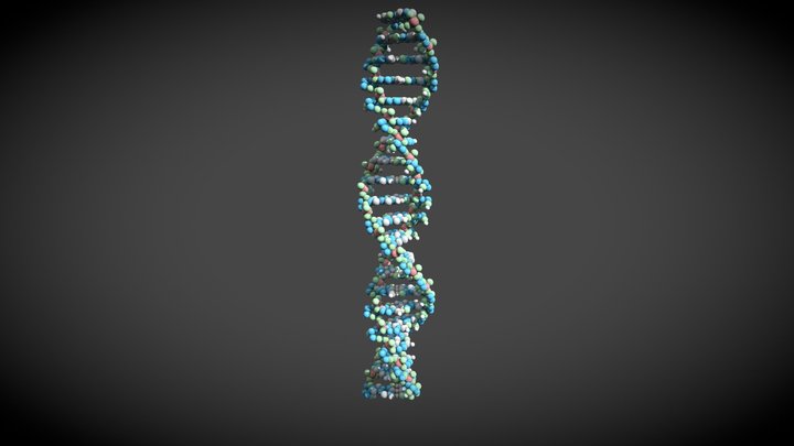 Human DNA 3D Model