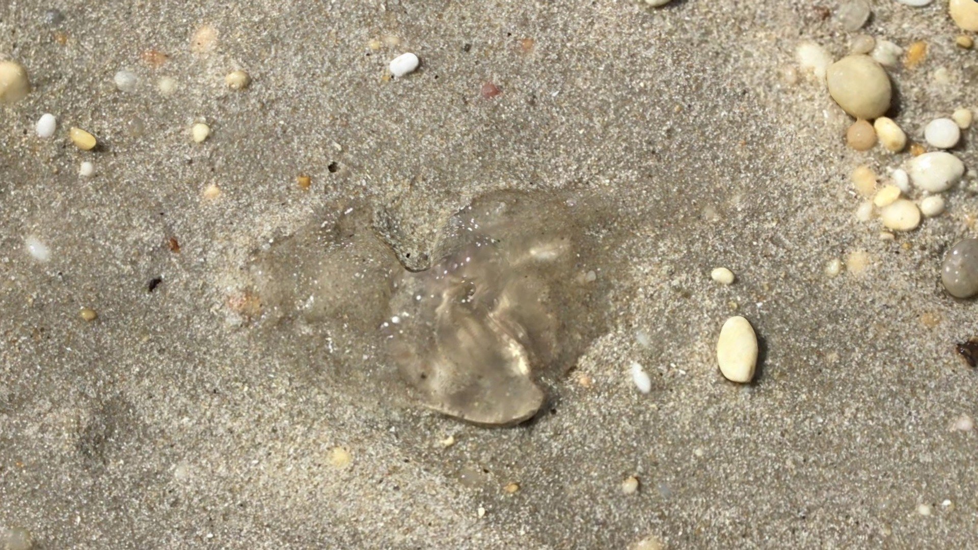 Jellyfish