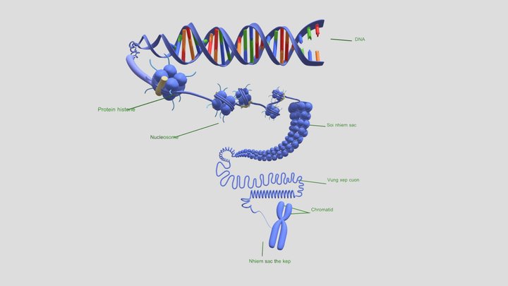 eukaryotic chromosome(vietnamese) 3D Model