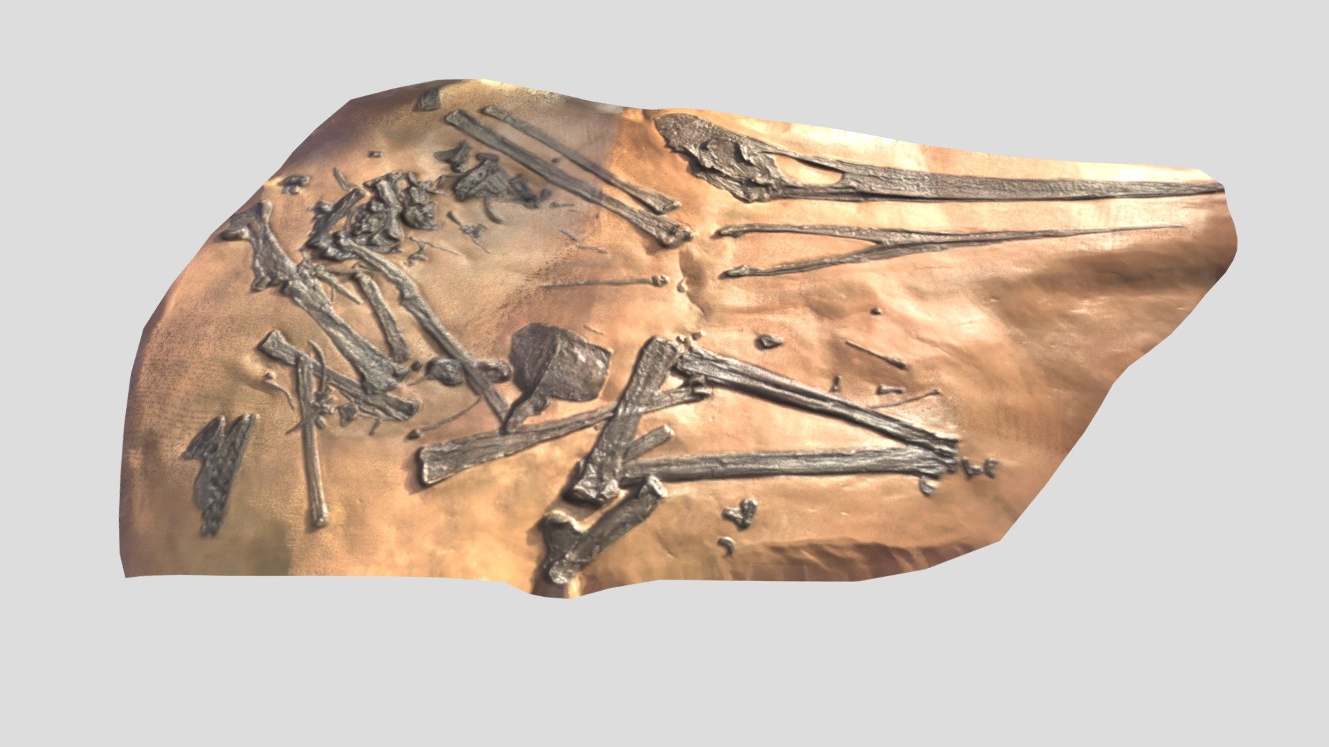 Pterodactyl Fossil - Download Free 3D model by David Wigforss (@dwigfor ...