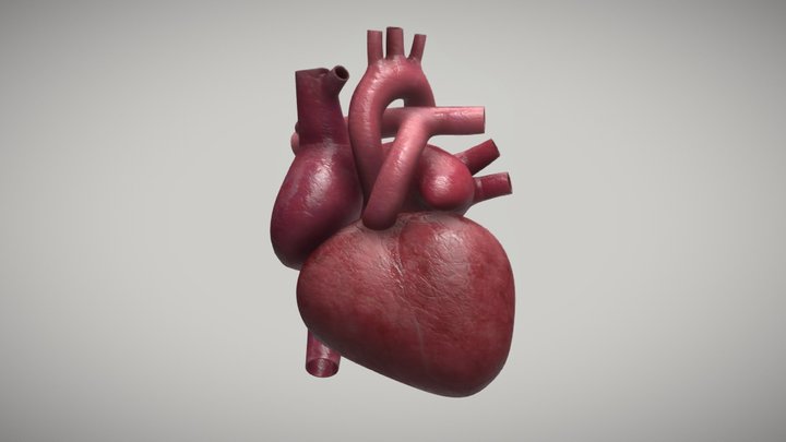 Labeled Human Heart 3D Model