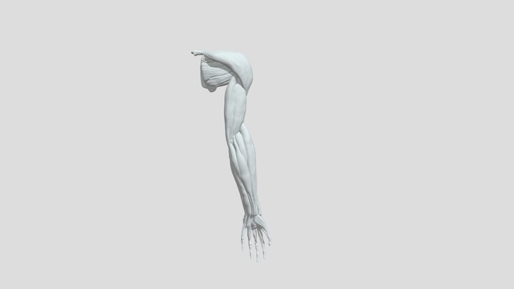 arm 3D Model