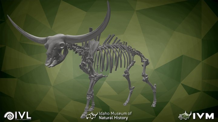 VR Ready Bison latifrons courtesy of the BOR – Modello 3D gratuito STL