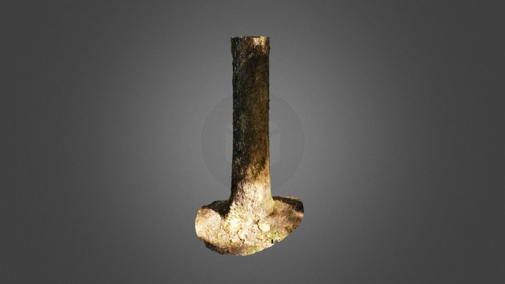 CC0 クスノキ Camphor Tree, Cinnamomum camphora – Free 3D Model STL
