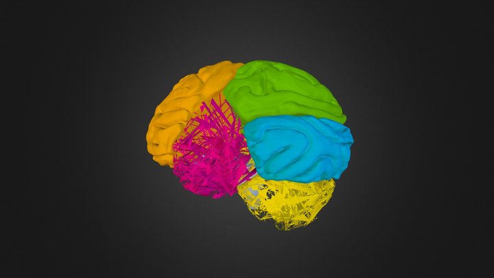 Brain simple render test 1 3D Model