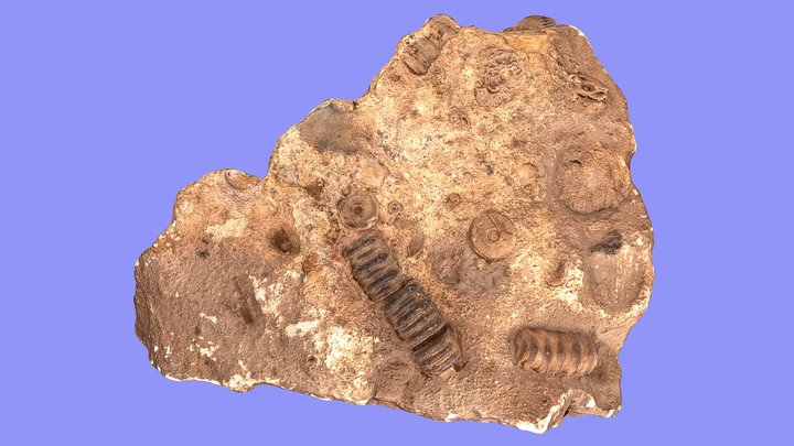 Crinoid – Free 3D Model STL