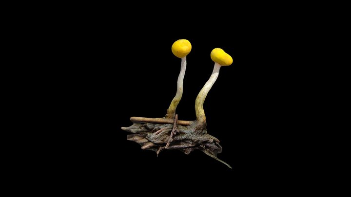 Mitrula paludosa @ Slovenia, 2025. május 3. 3D Model