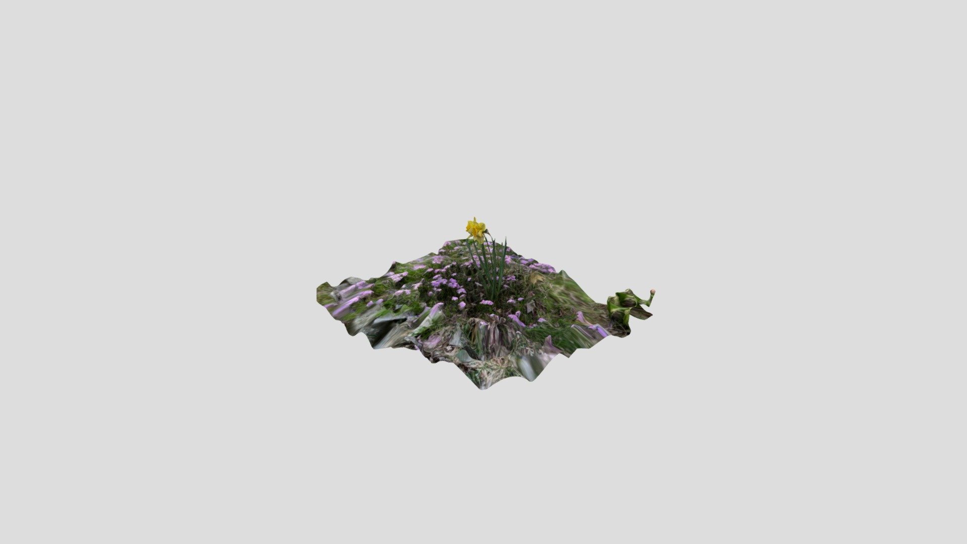 Daffodil2