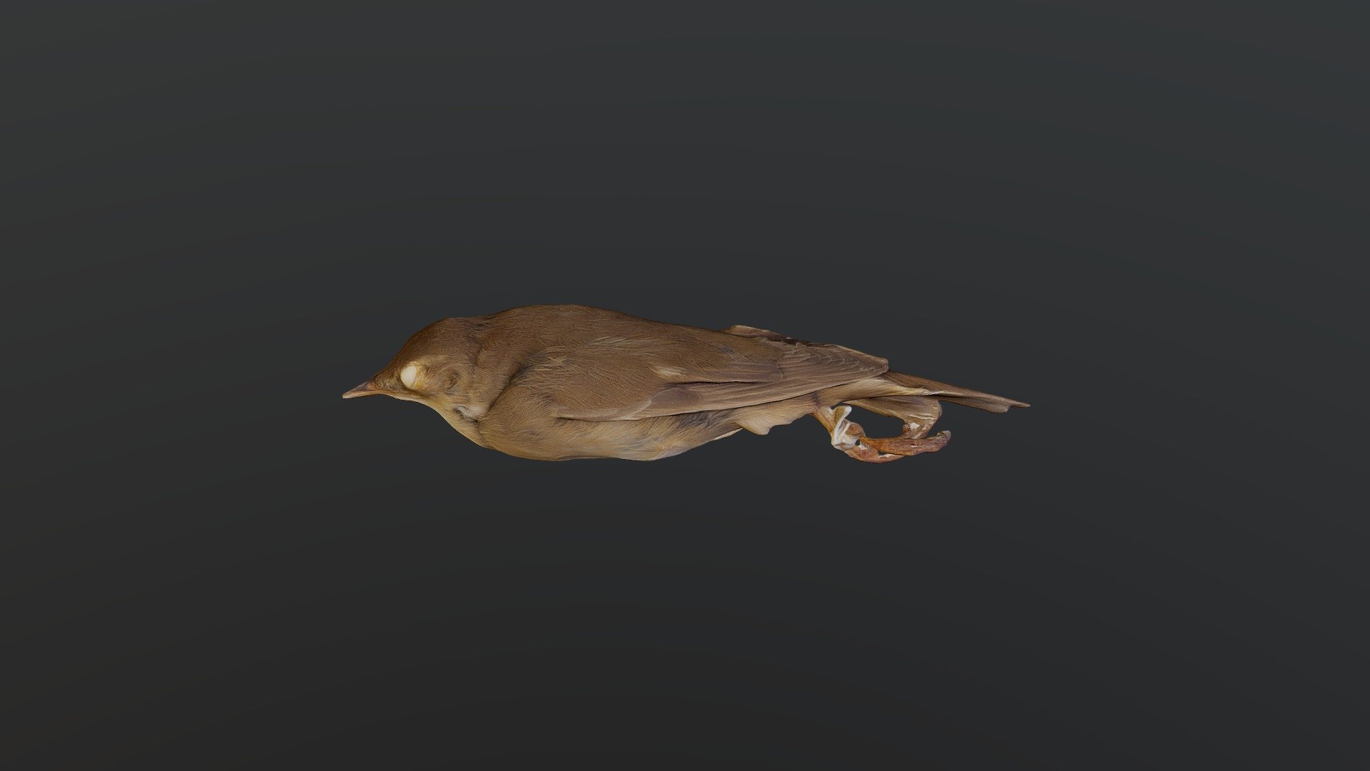 Savi's Warbler - Locustella luscinioides