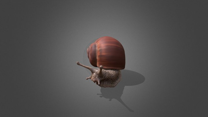 Schnecke 3D Model