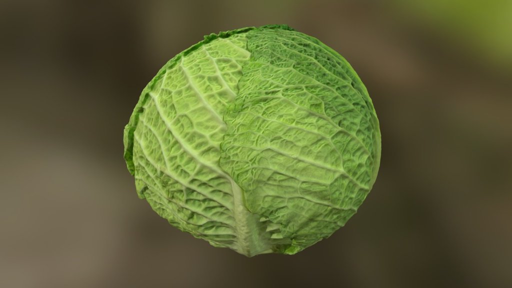 Savoy Cabbage photoscan - Download Free 3D model by JFPhotoscans ...