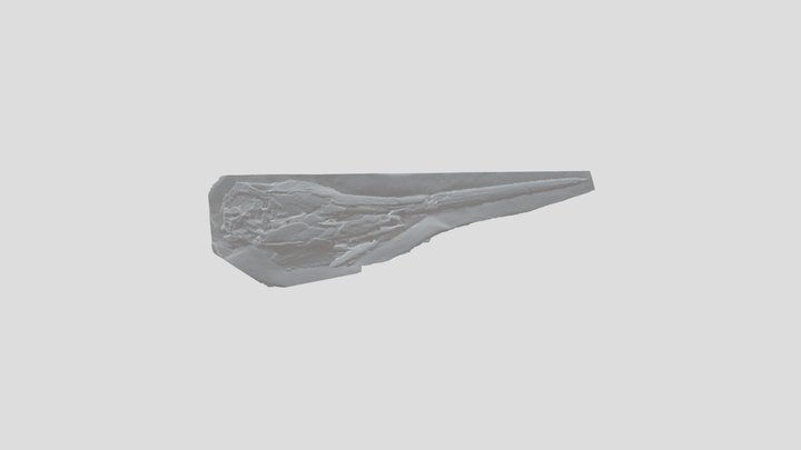 Makaira nigricans - OCPC 31001 (Side B) 3D Model
