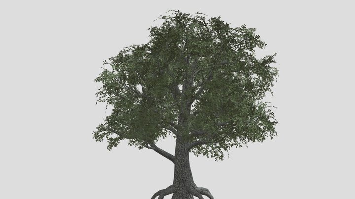 Petiolate oak tree 3D Model