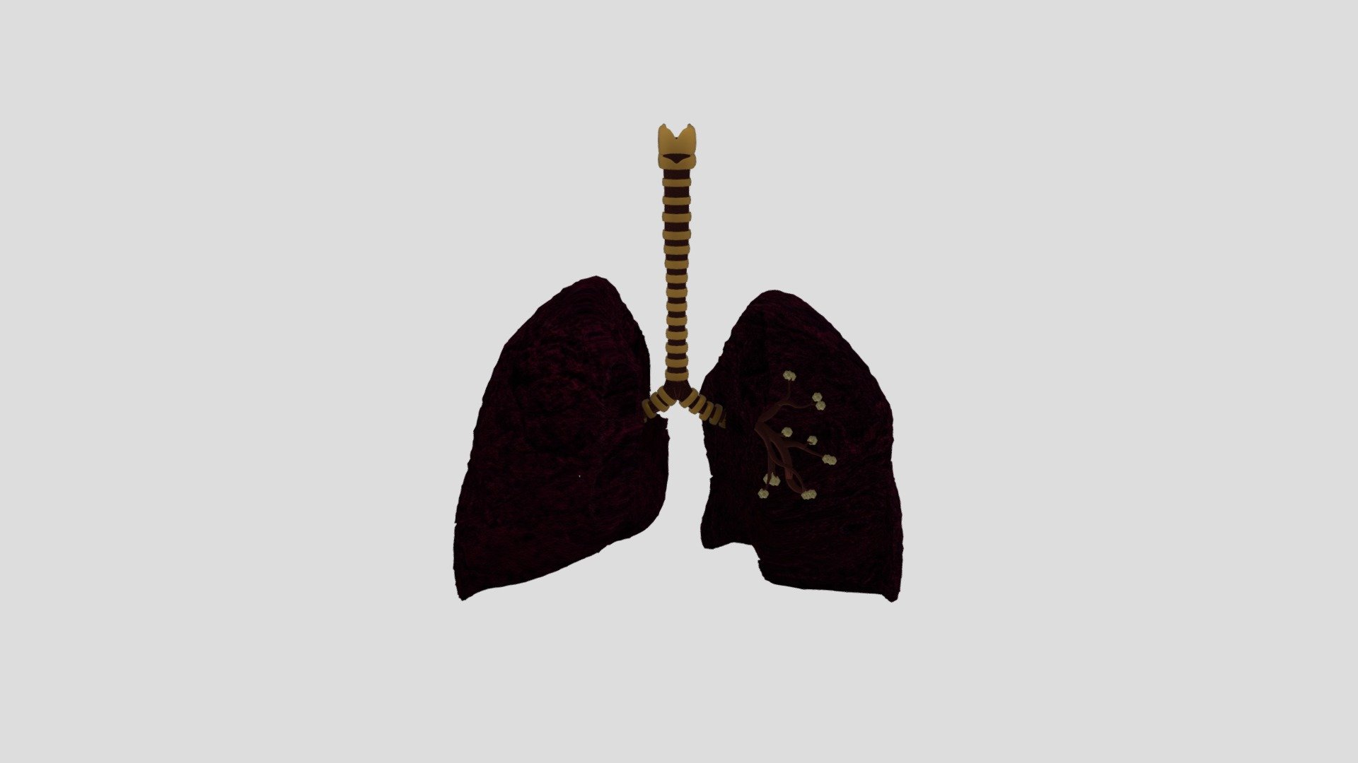 pulmao3