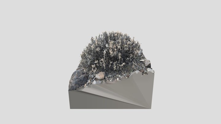Desert_CanarySpire_Bush_Dead_Dry_Small_002 3D Model