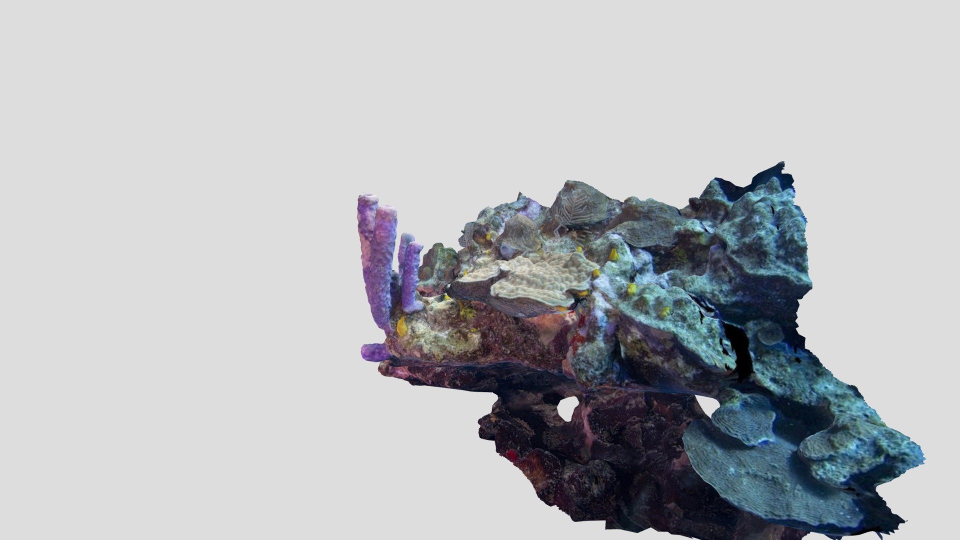 Stove-pipe Sponge / Aplysina archeri — Sketchfab embed 3D viewer