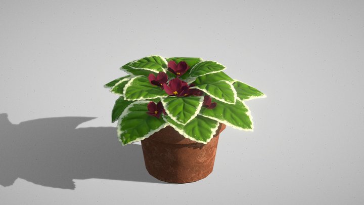 Pow Wow African Violet 3D Model