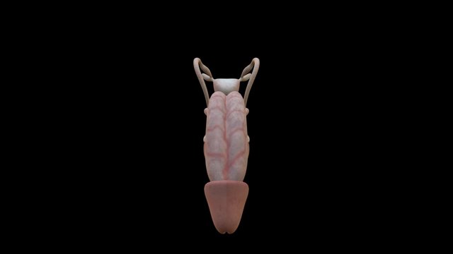 Male Reproductive System 3D Model