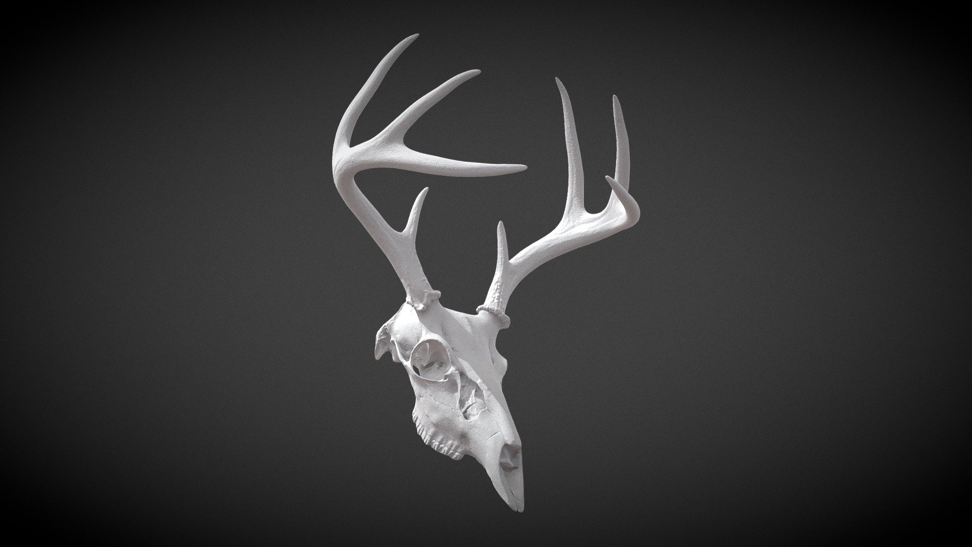 Stag Lowpoly Deer Skull Download Free 3d Model By Young Gunflame 74a25fc Sketchfab 8757