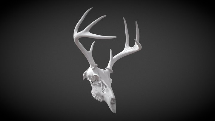 stag lowpoly deer skull 3D Model