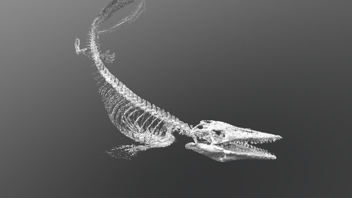 3D Model of a Mosasaur, Univ of Kansas Geology 3D Model