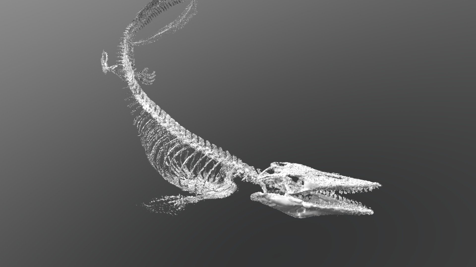 3D Model of a Mosasaur, Univ of Kansas Geology
