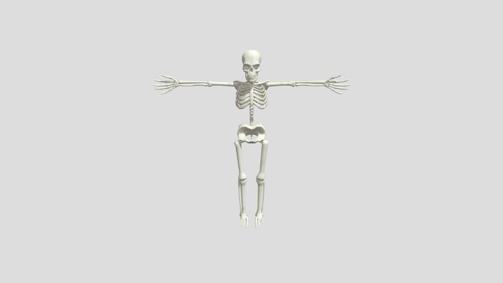 Skeleton Model 3D Model