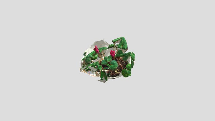 22 Feb17 Cyclamen N Soffice 3D Model