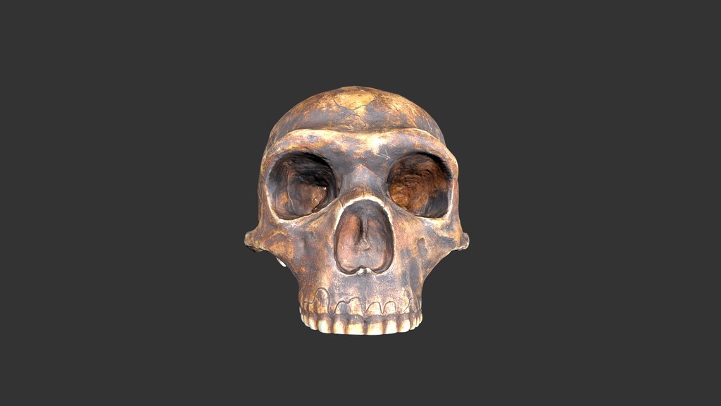 Homo neanderthalensis (1979rp15-1) - cranium