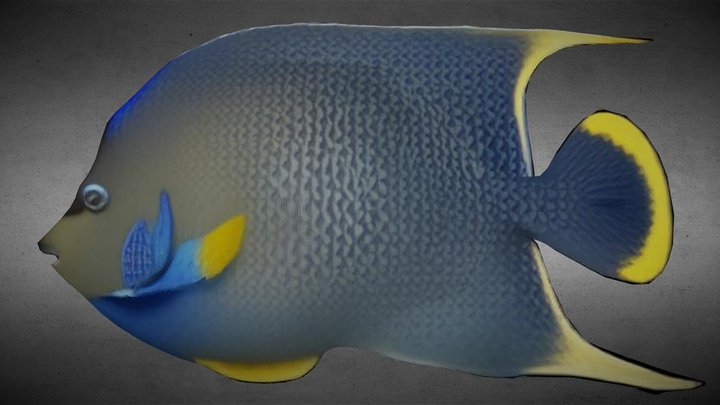 South Florida Fish (for the ScubaVerse)