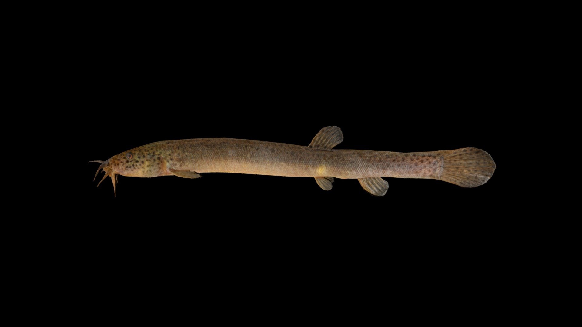 キタドジョウ ♀ Japanese Northern Loach, Misgurnus sp.