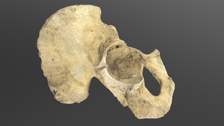 Scanned Bone Pelvis 02 3D Model