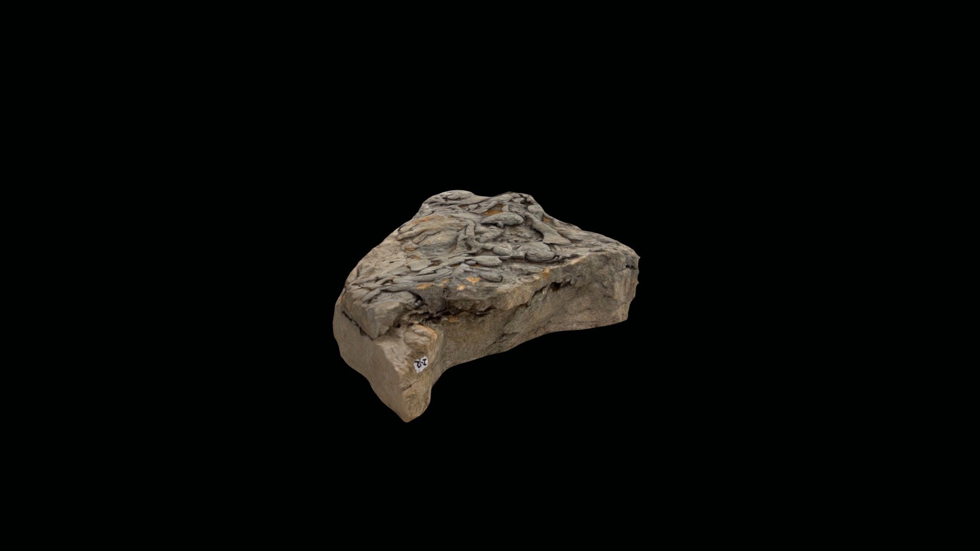 Late Cretaceous Invertebrate Trace Fossils - Download Free 3D Model By ...