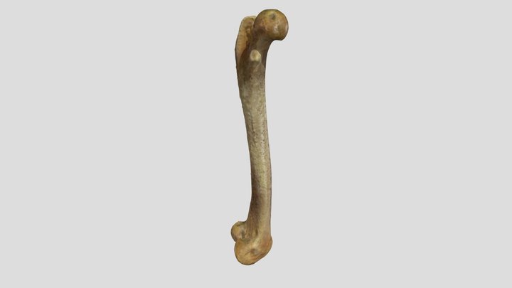 m18 3D Model